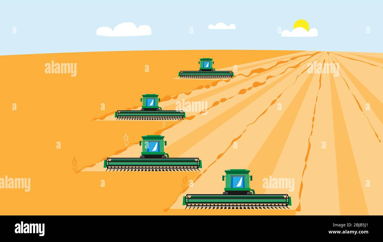 4 combine harvesters mow wheat crop. Vector illustration for agribusiness. Stock Vector