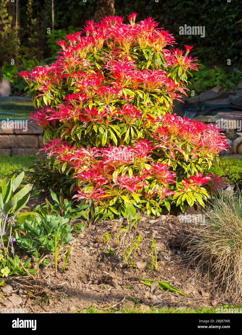 A Pieris japonica, Mountain fire, shrub showing new spring growth growing in an urban garden in Bangor Northern Ireland Stock Photo