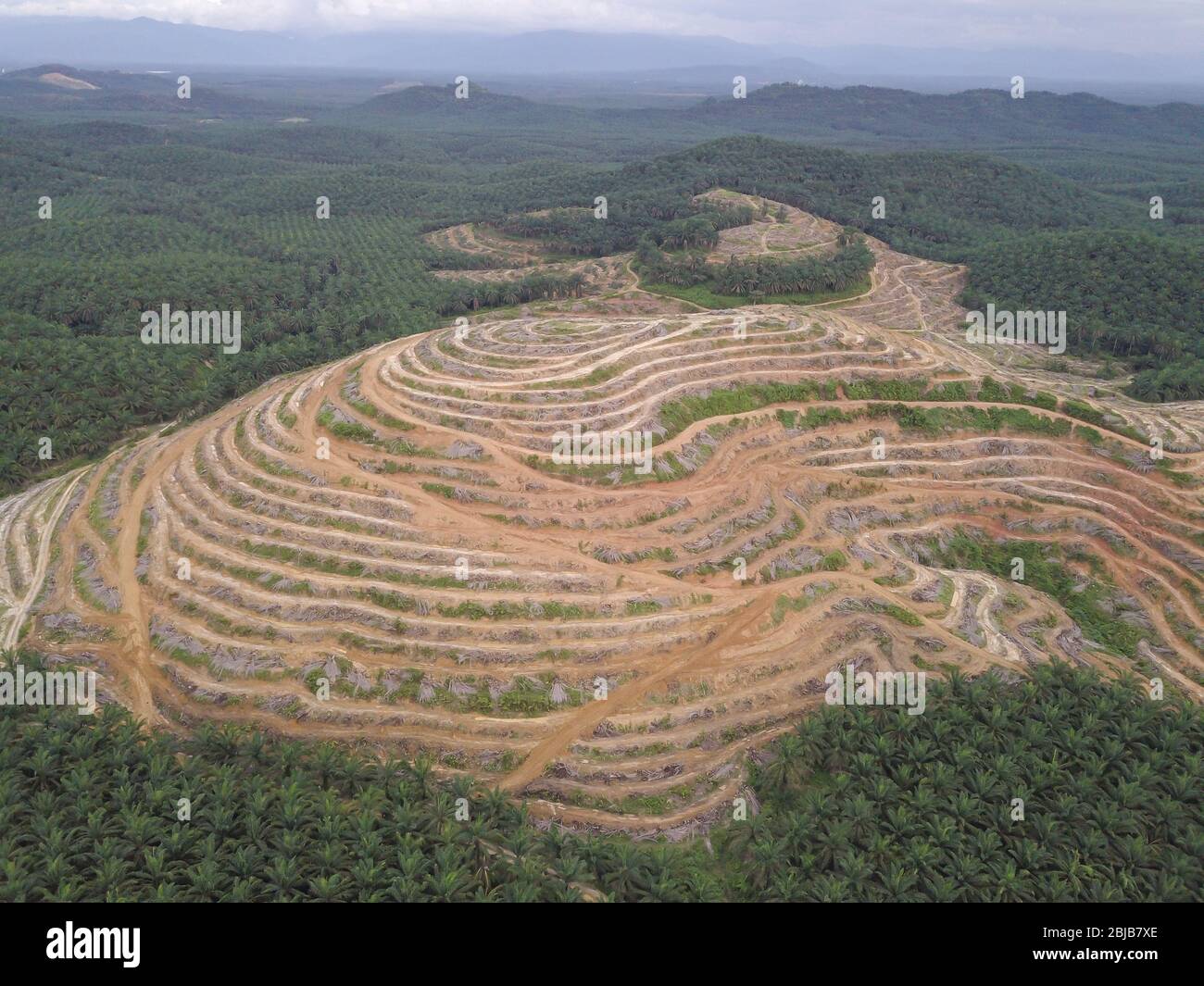Aerial view land clearing at oil palm estate at Kedah. Stock Photo