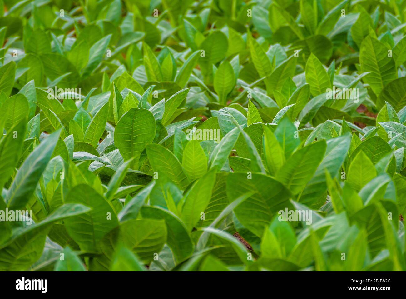 indian tobacco medicinal uses Aztec advances in health eg medicinal use of tobacco