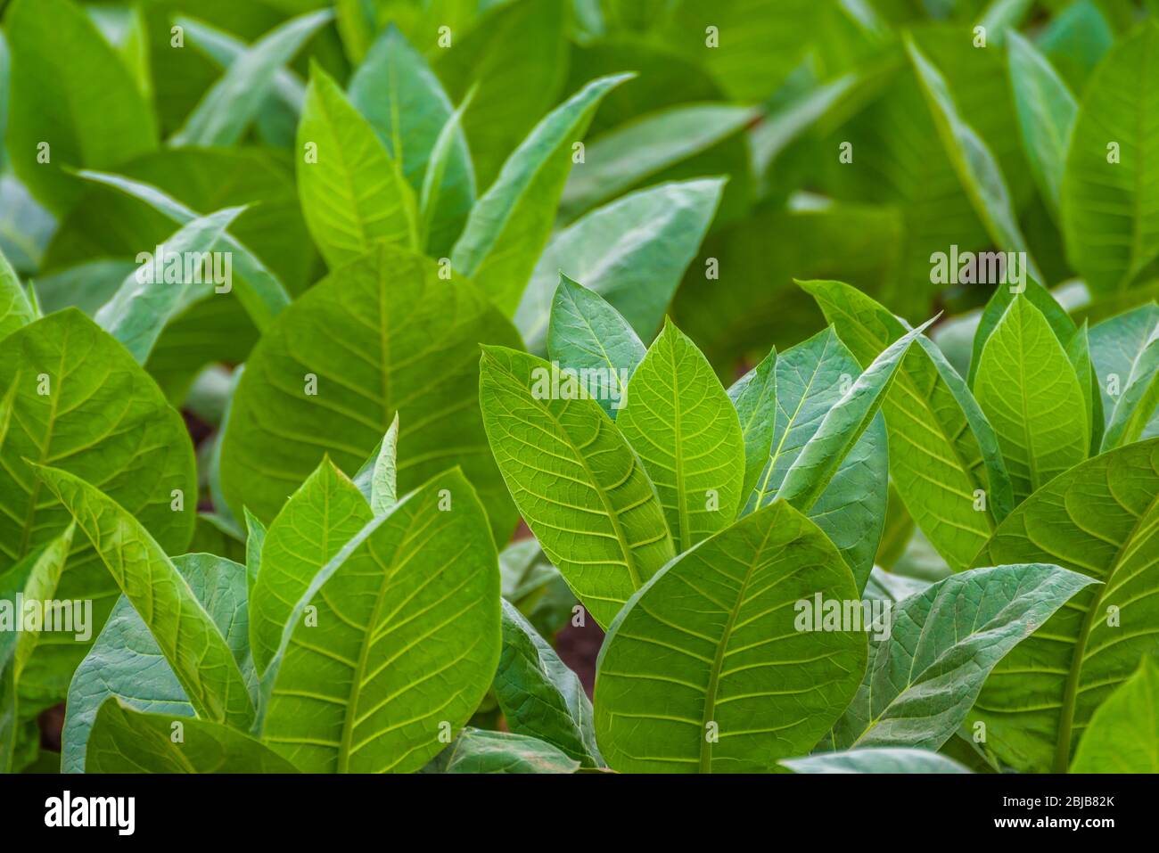Cuban tobacco farm. Tobacco field. Green tobacco leaves. Tobacco plantation in San Juan Y Martinez, near Pinar del Rio, Vinales Valley, Cuba Stock Photo