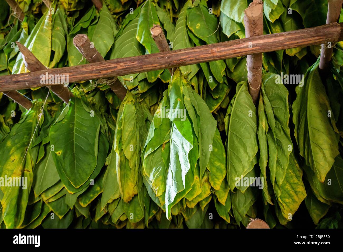 Classical way of drying tobacco leaves, hanging in a dark humid shed in a farm in Vinales Valley, Pinar del Rio, Cuba Stock Photo