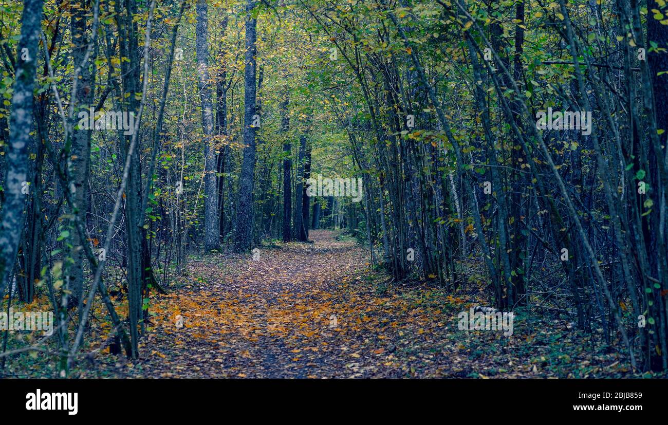 Alley in the dark forest in autumn Stock Photo