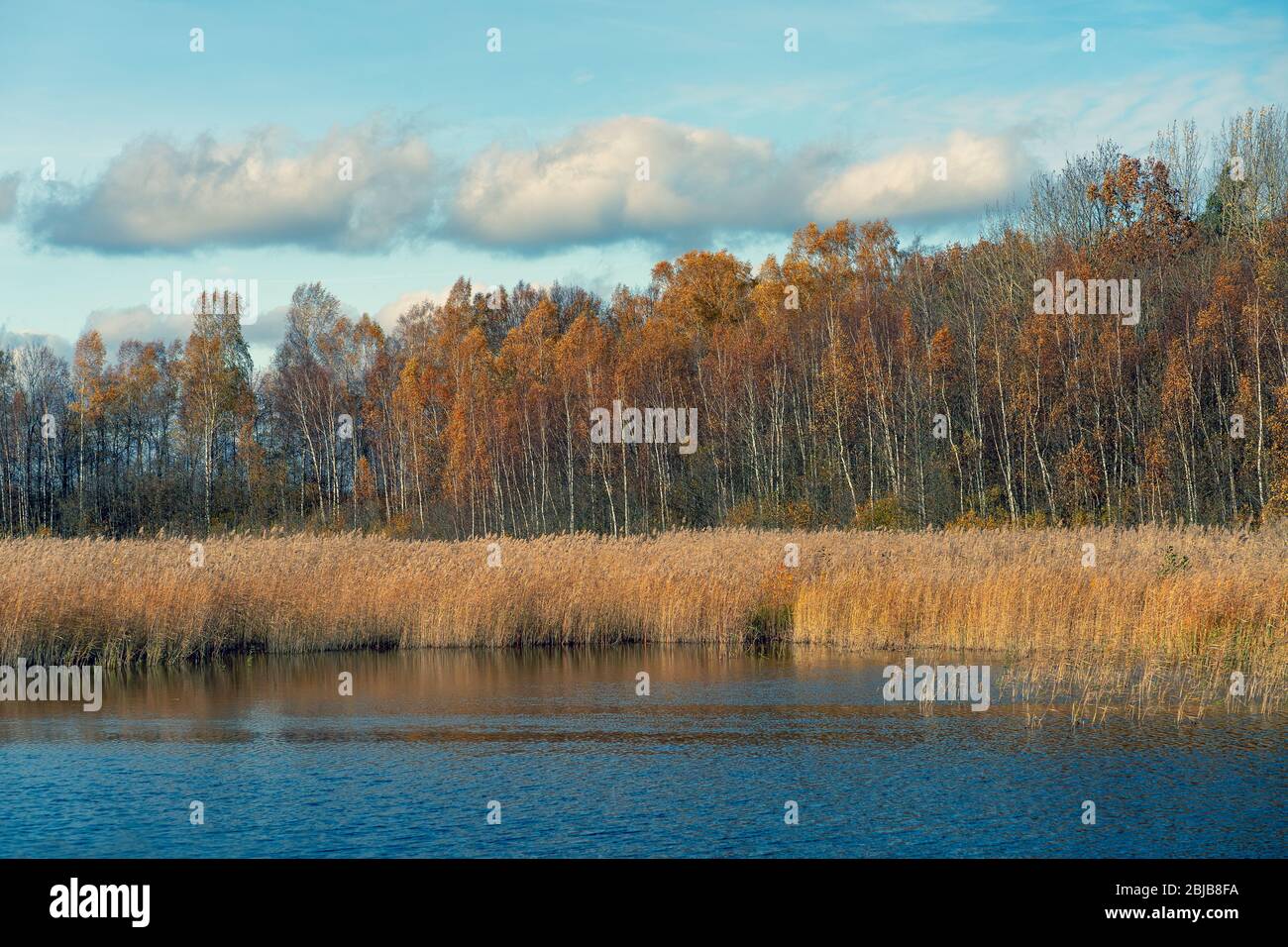 The reeds on the lake in the national park in autumn Stock Photo