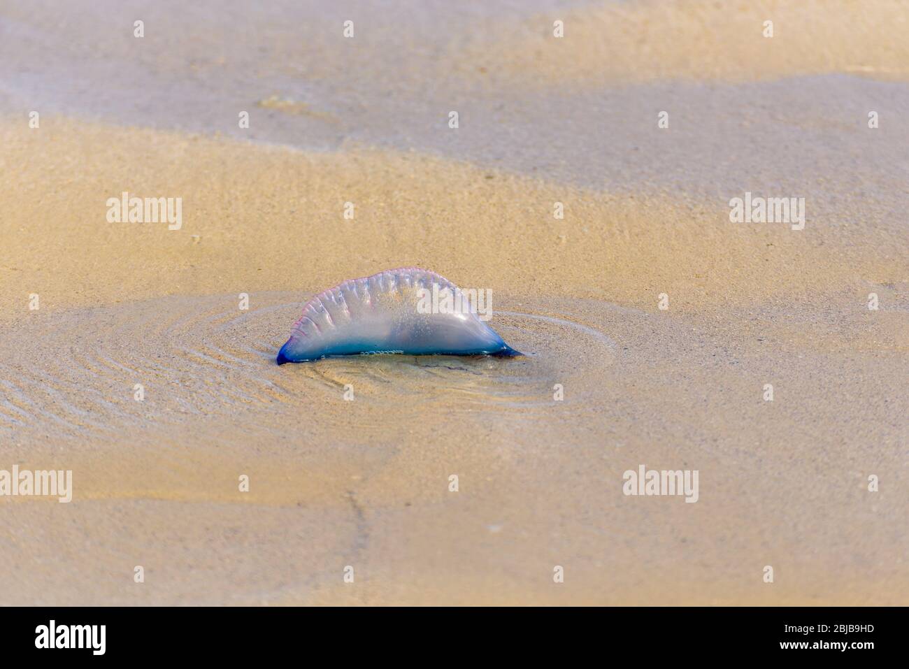 Dead Portuguese man o' war jellyfish (Physalia physalis) washed up lying on a sandy shore beach. Bluebottle on the sand in Playas del Este, Cuba. Stock Photo