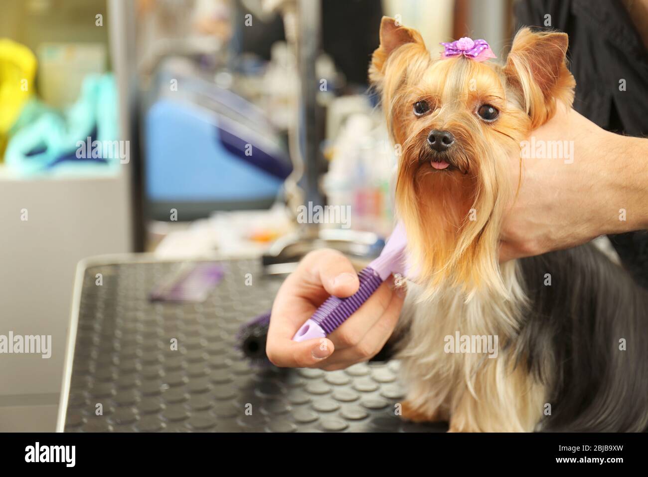 canine salon