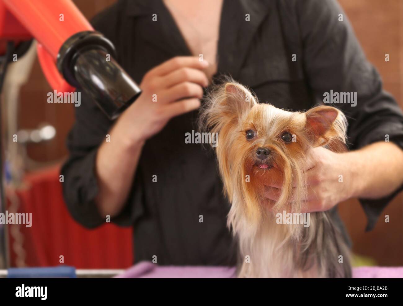 Canine hairdresser with Yorkshire dog in salon Stock Photo Alamy