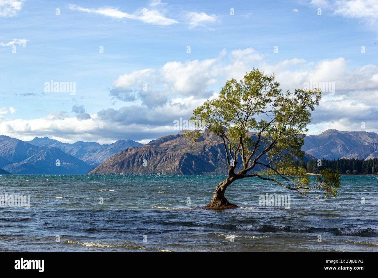 Lake Wanaka Tree at Sunset the Most Photographed Tree in New Zealand
