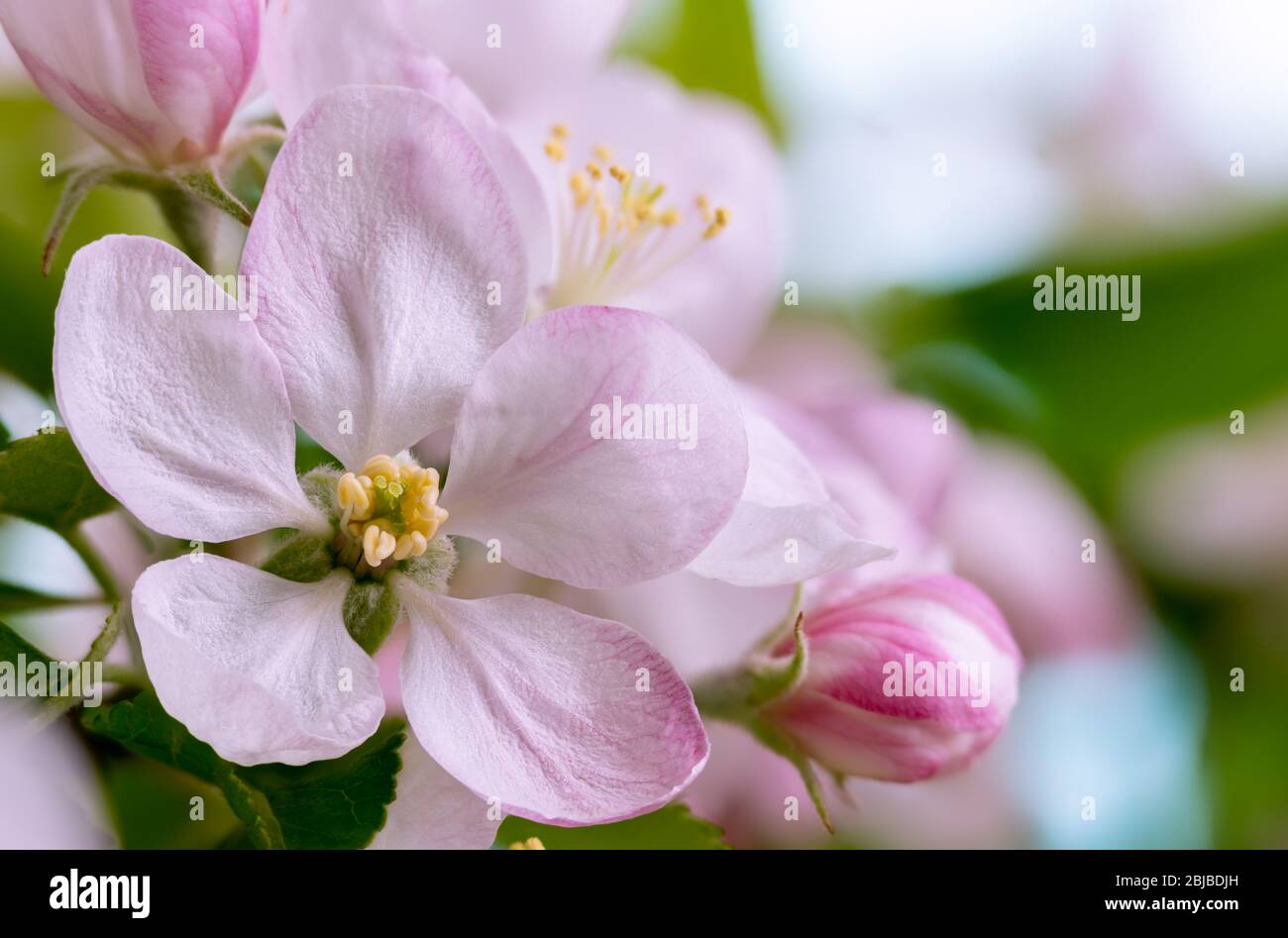 Closeup of a beautiful apple tree flower blossom with copy space Stock ...