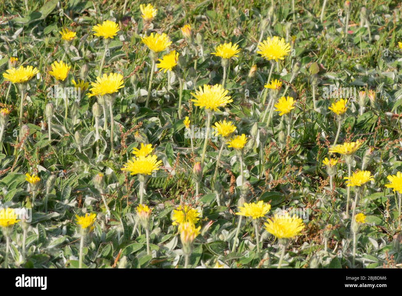 Mouse-ear Hawkweed, Pilosella officinarum, in a lawn, Sussex, U, April Stock Photo