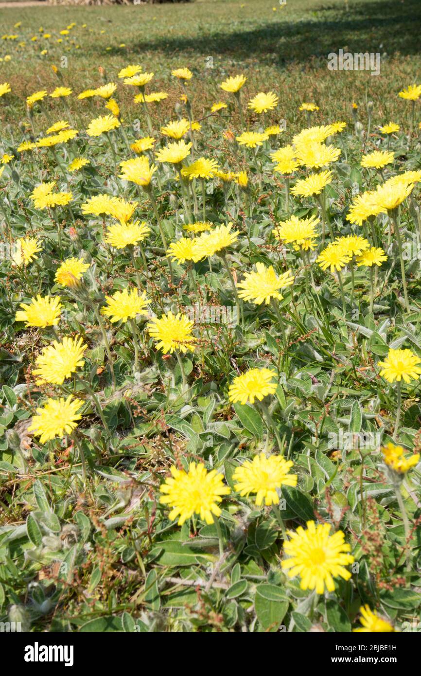 Mouse-ear Hawkweed, Pilosella officinarum, wild flowers on lawn, Sussex, UK, April Stock Photo