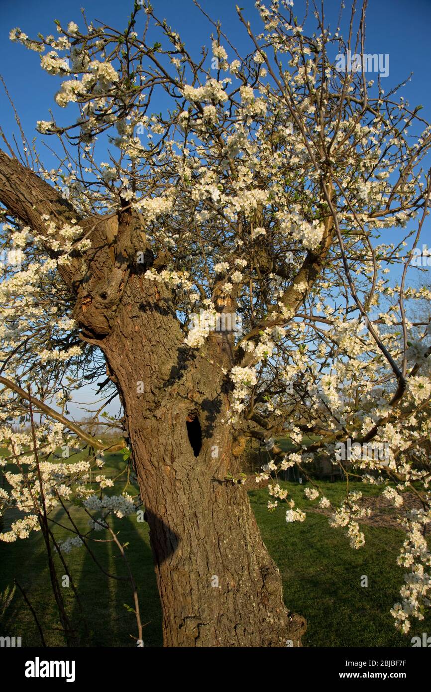 Spring plum blossom on very old knarled Victorie plum tree, UK Stock Photo