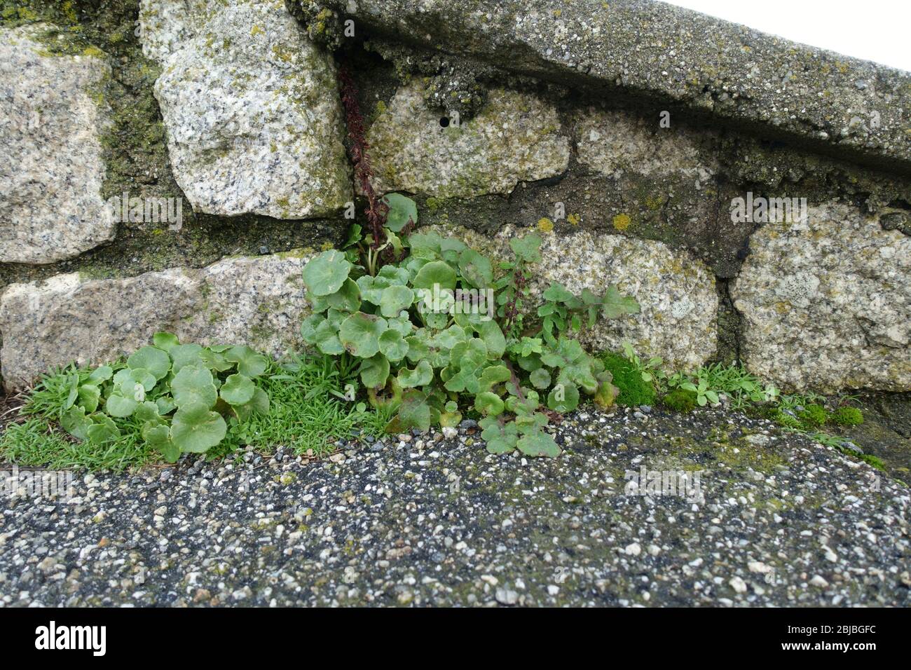 Pennywort or navelwort Umbilicus rupestris growing in stone wall, Falmouth, UK Stock Photo