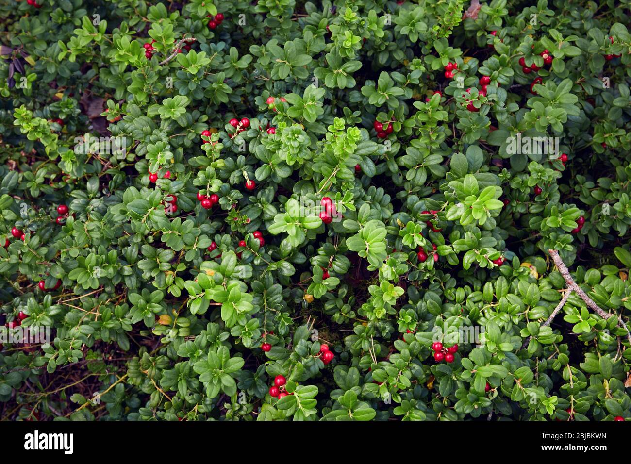 the whole lawn of ripe and fresh lingonberry in the forest, Vaccinium vitis-idaea Stock Photo