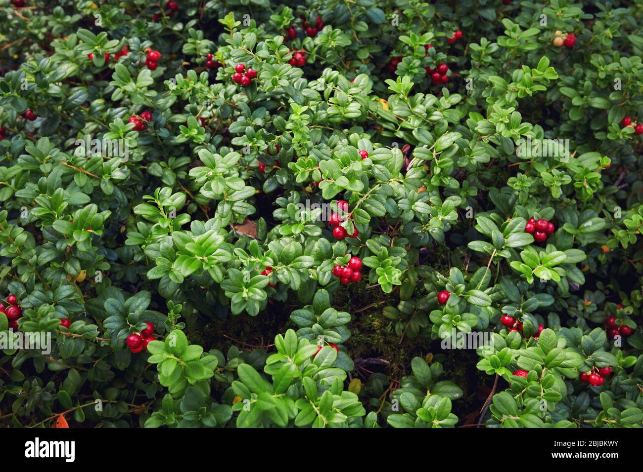 the whole lawn of ripe and fresh lingonberry in the forest, Vaccinium vitis-idaea Stock Photo