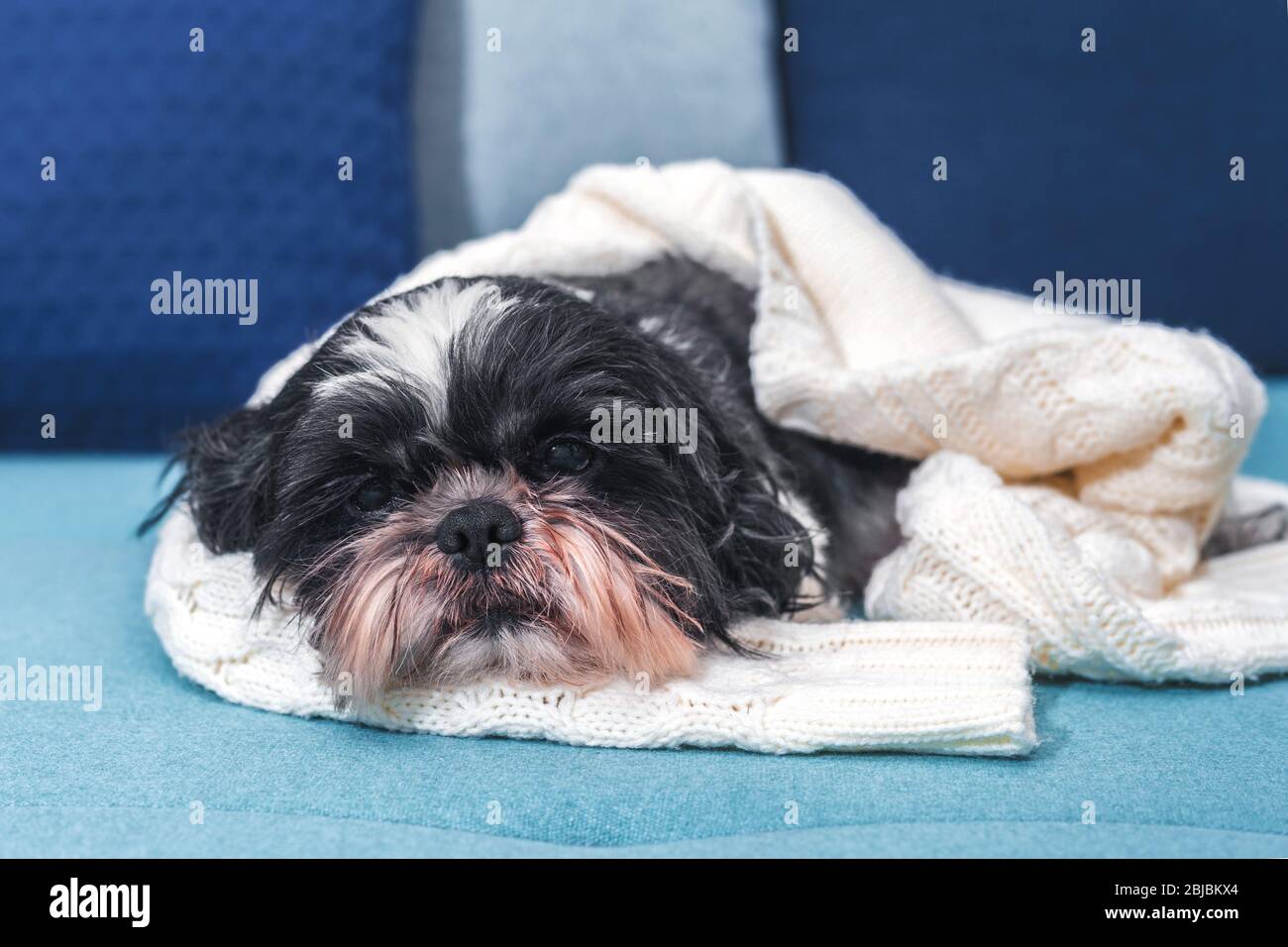 Funny cute dog is sitting on a sofa covered with a knitted sweater. Shih Tzu breed, gray with white. pet. Homeliness.  Stock Photo