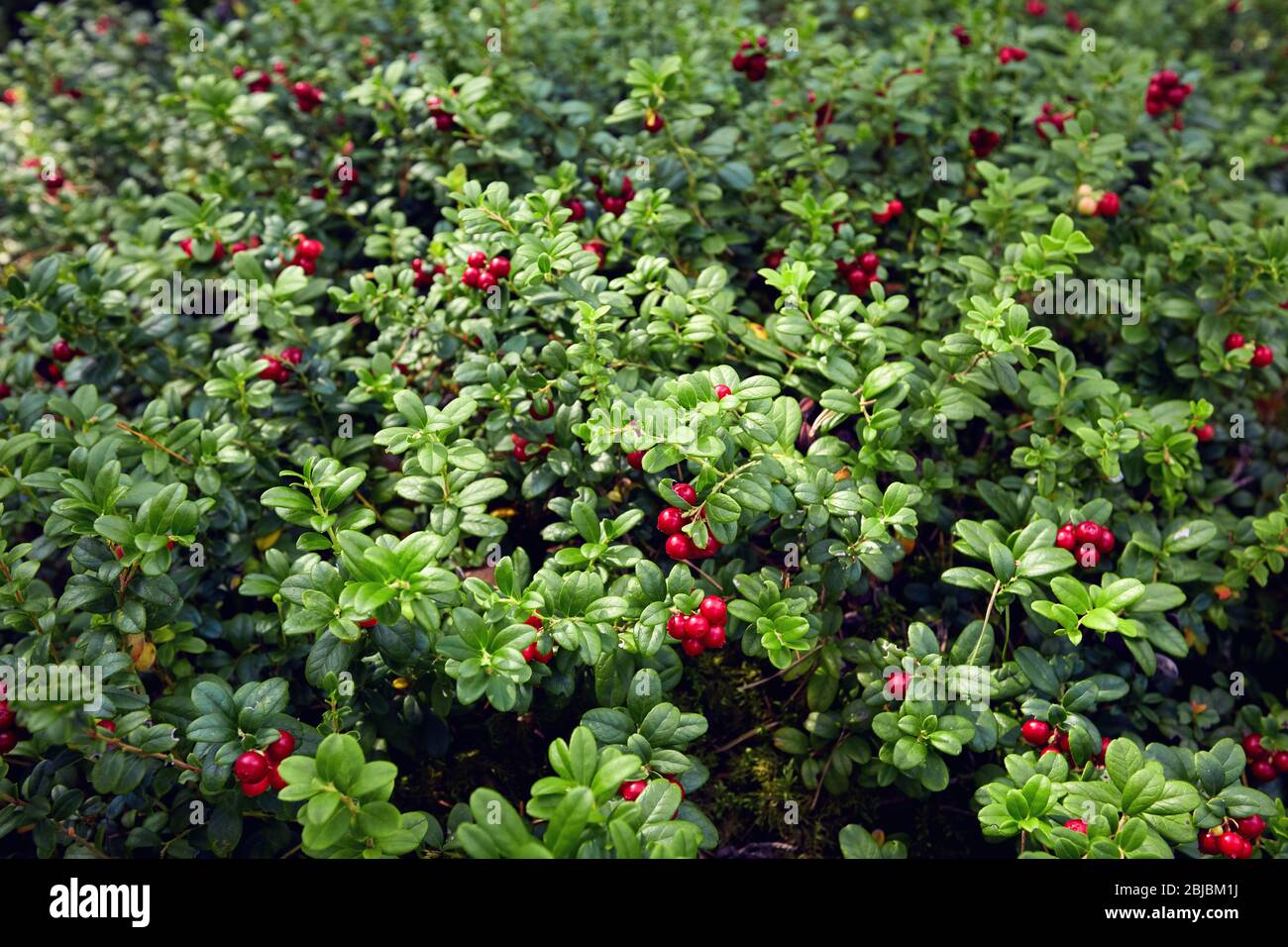 the whole lawn of ripe and fresh lingonberry in the forest, Vaccinium vitis-idaea Stock Photo