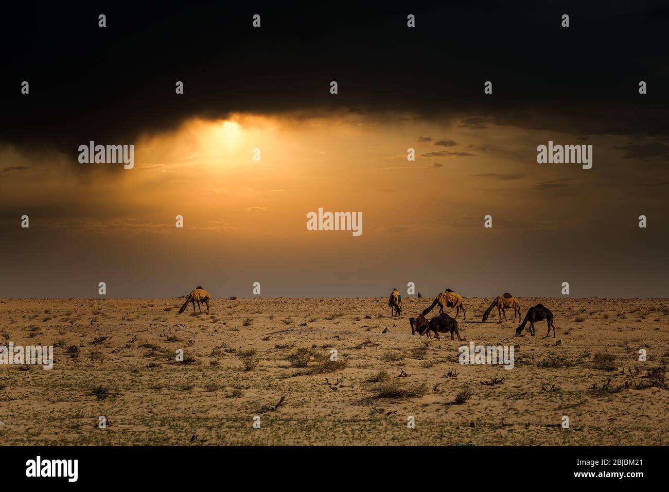 Camels on the desert dramatic sunset cloud background at Al-Sarar Saudi Arabia. Stock Photo
