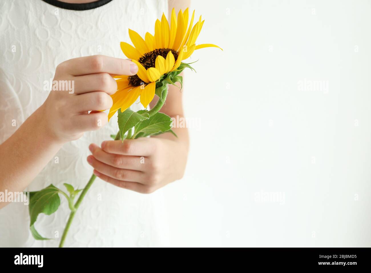 Girl holding sunflower on light background Stock Photo - Alamy