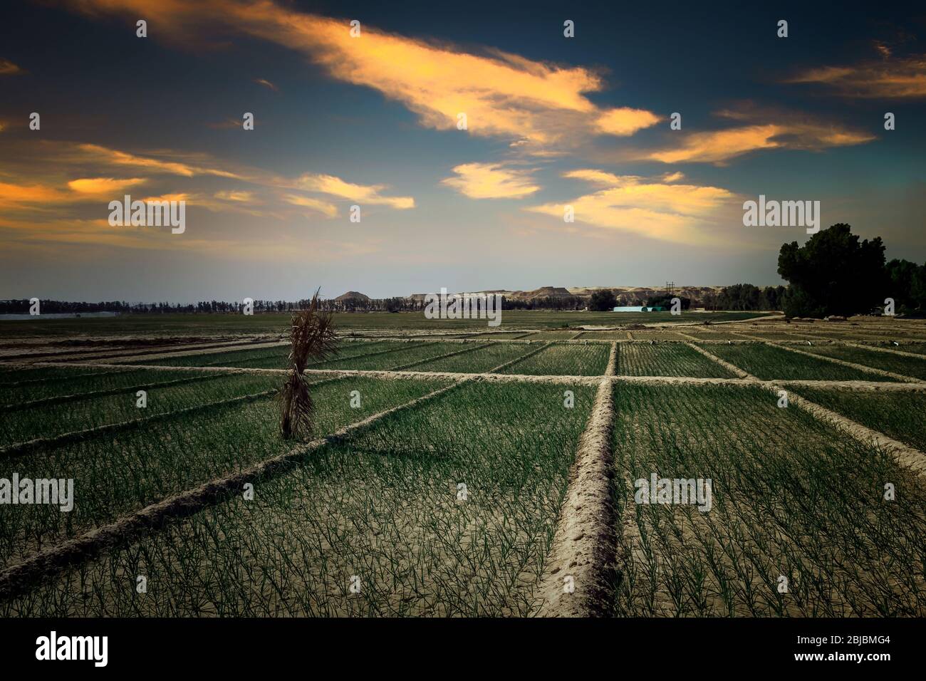 Beautiful Onion agriculture field in Desert. Al-Sarar Saudi Arabia. Stock Photo
