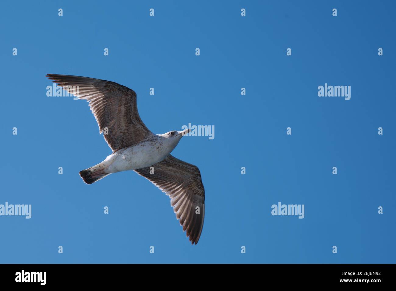Isolated flying single seagull on blue sky background Stock Photo