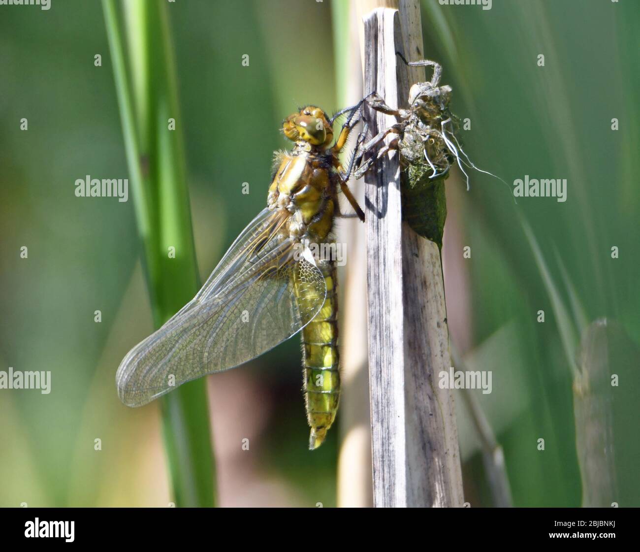 Newly emerged dragonfly after shedding its nymph skin and transforming into its dragonfly form. Nymph skin also shown. Pond reeds. Lifecycle. Stock Photo