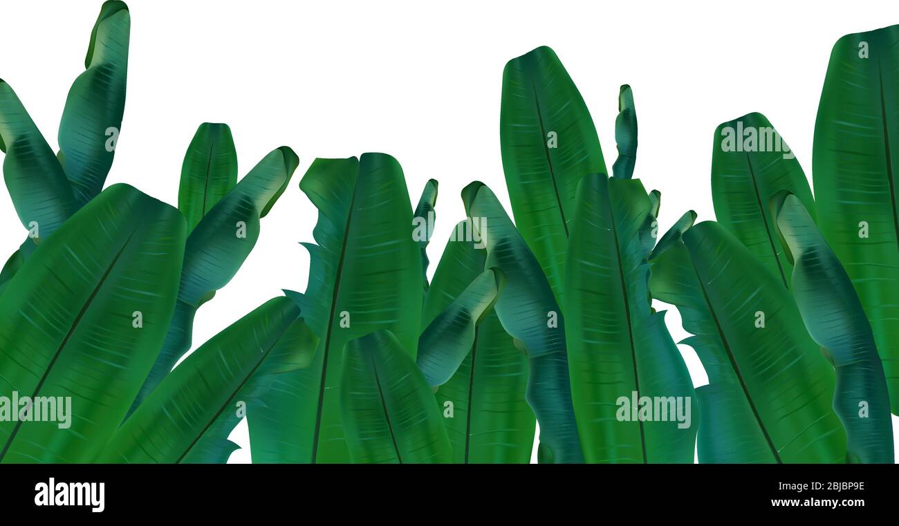 Collection tropical exotic palm leaf. Banana leaves from different angles.  3D realistic banana leaves with copy space for your text. Icon set. Vector  illustration Stock Vector Image & Art - Alamy