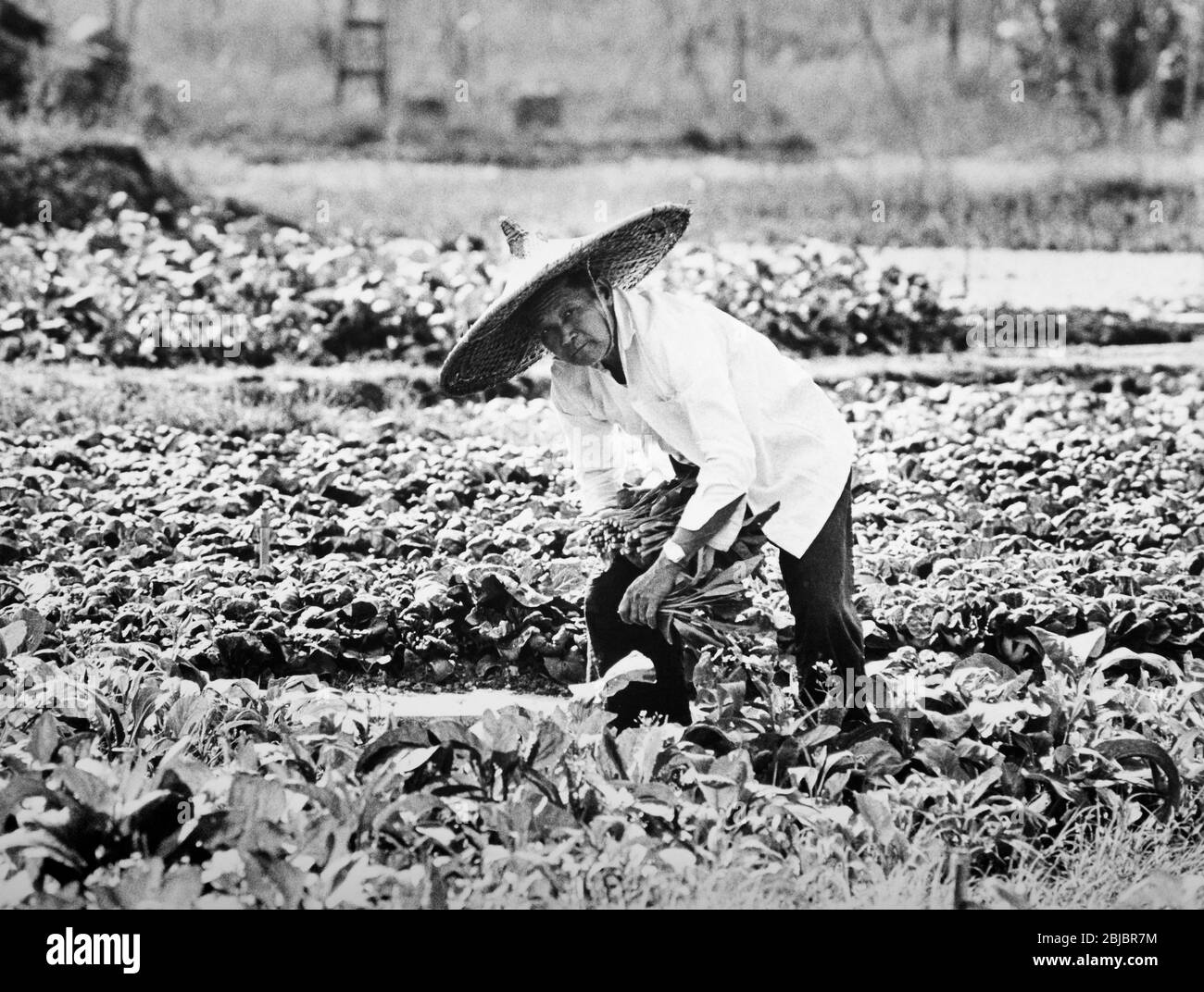 Hong Kong October 1986 Vegtable picker working in the fields in Fanling. The picture is is part of a collection of photographs taken in Hong Kong between September and November, 1986. They represent a snapshot of Daily Life in the Crown Colony eleven years before sovereignty was transferred back to mainland China. Photograph by Howard Walker / Alamy. Stock Photo
