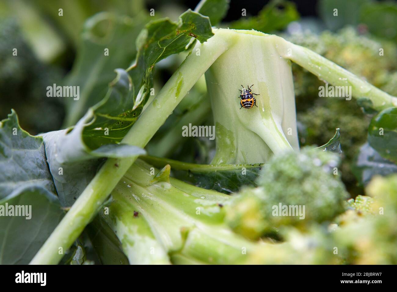 A harlequin cabbage bug (Murgantia histrionica) nymph, which can damage