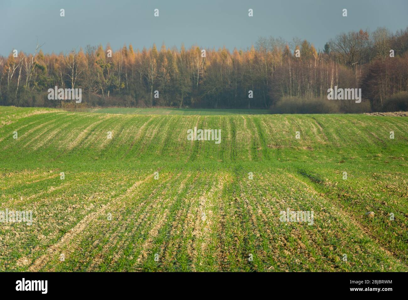 Growth on a green hilly field, autumn forest and blue sky, focus in the foreground, Zarzecze, Poland Stock Photo