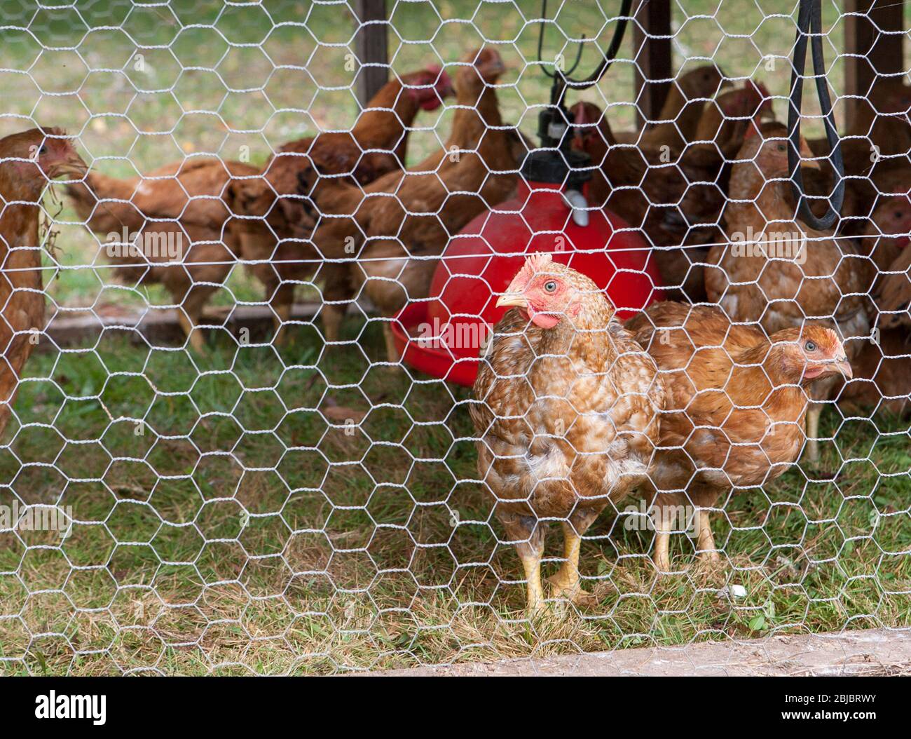 Chickens in an outdoor enclosure peer through chicken wire on a small organic farm in Madison, CT, USA Stock Photo