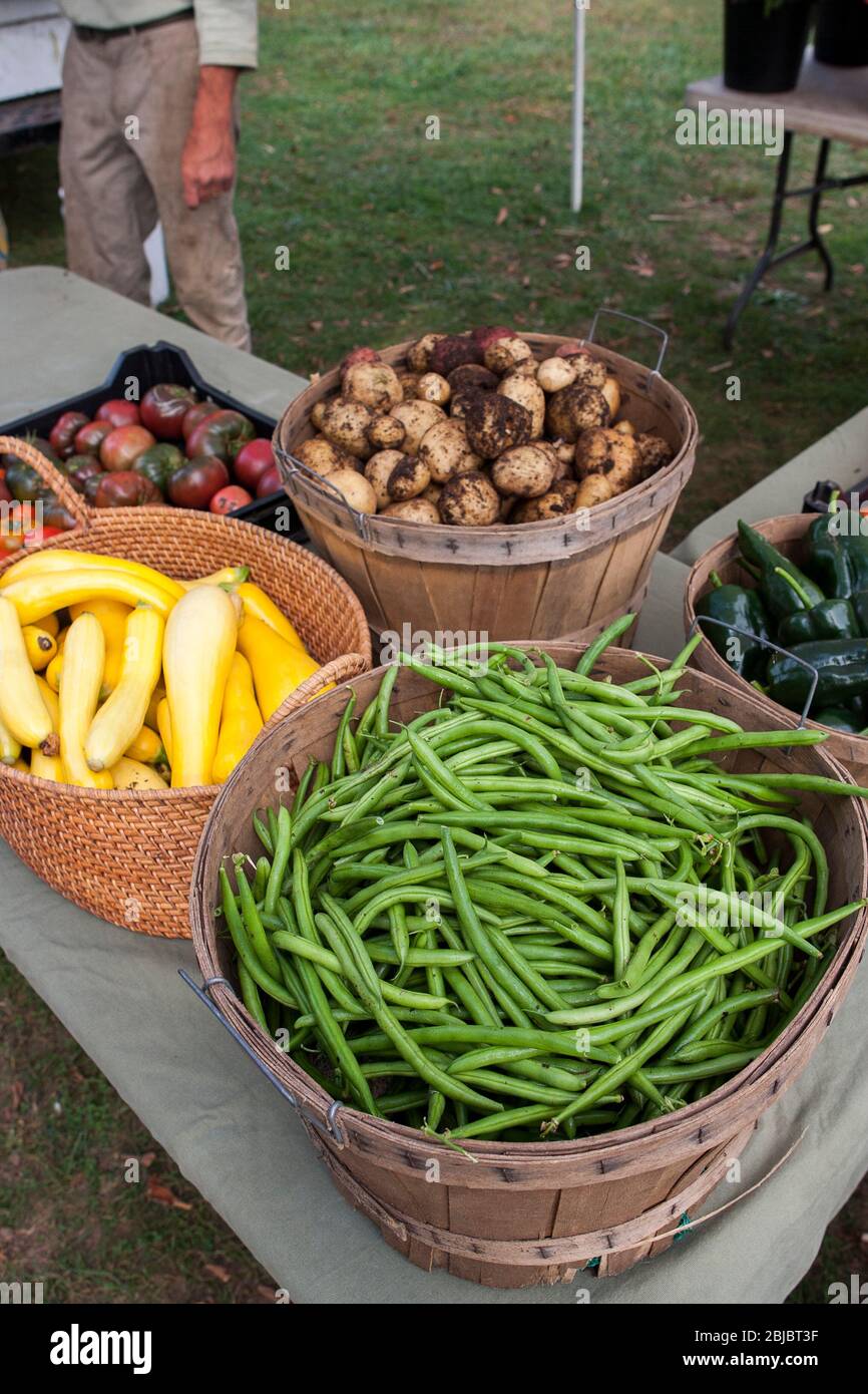 Baskets and bushels of fresh organic produce, including green beans, squash, and potatoes, sit on a table at a farmers market, Madison, CT, USA Stock Photo