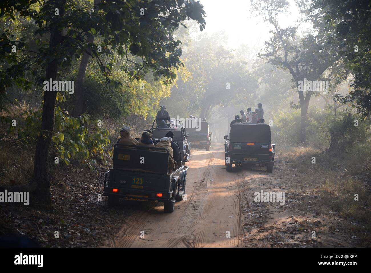 Vehicles and game viewers wait in misty jungle, Bandhavgar national park. Tourists' first visit to India in search of tigers and culture. Stock Photo