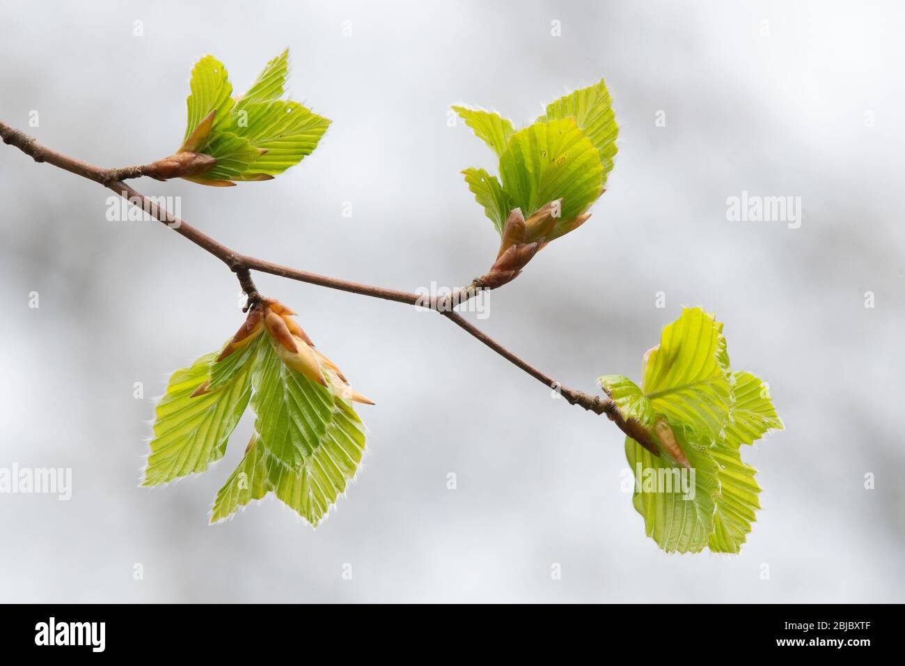 Beech leaves ( Fagus sylvatica ) opening in spring - UK Stock Photo