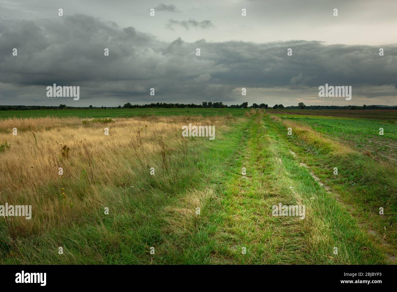 Grassy green road through wild meadows and gray clouds on the sky Stock Photo
