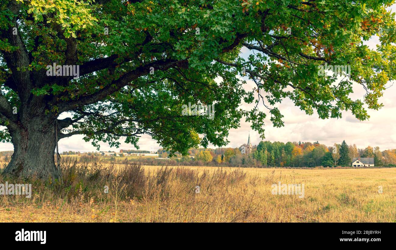 Mighty oak on a sloping field Stock Photo