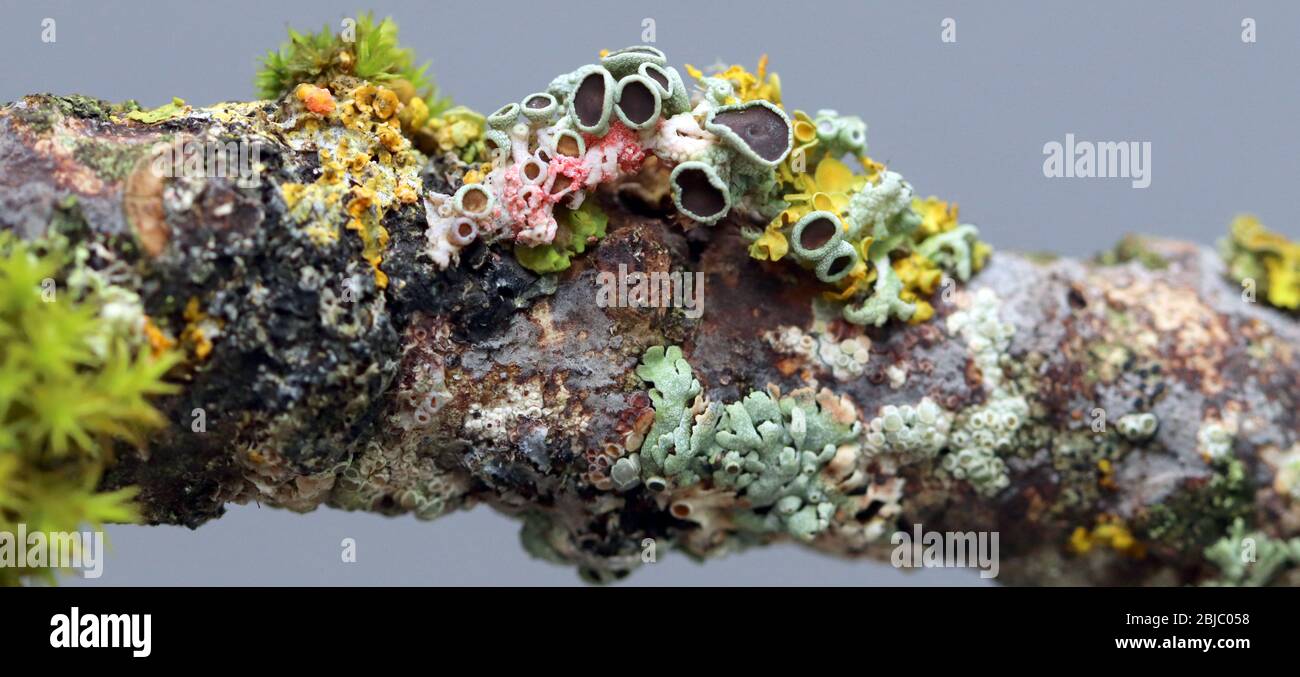 close-up of Lichen on a twig Stock Photo