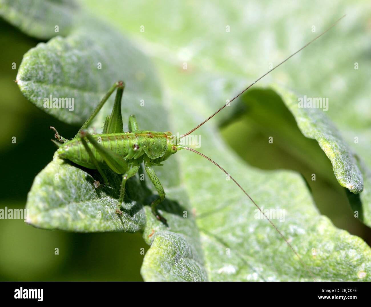 Green on garden plants Stock Photo Alamy