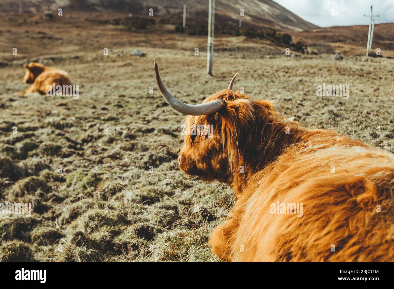 Highland Cattle laying in a field. A Scottish breed of rustic cattle