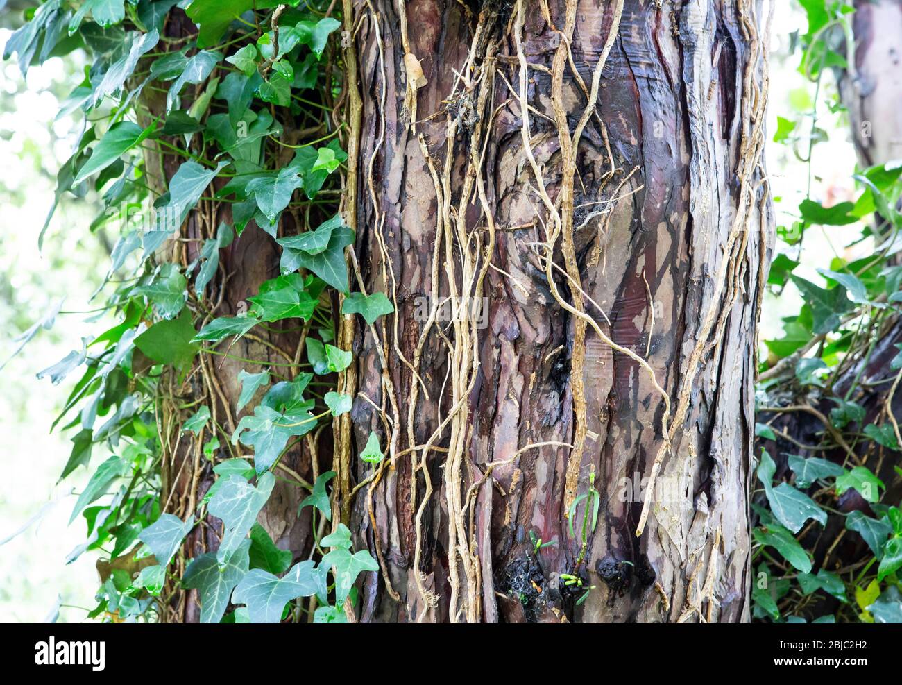 Ivy climbing up a tree trunk detail Stock Photo