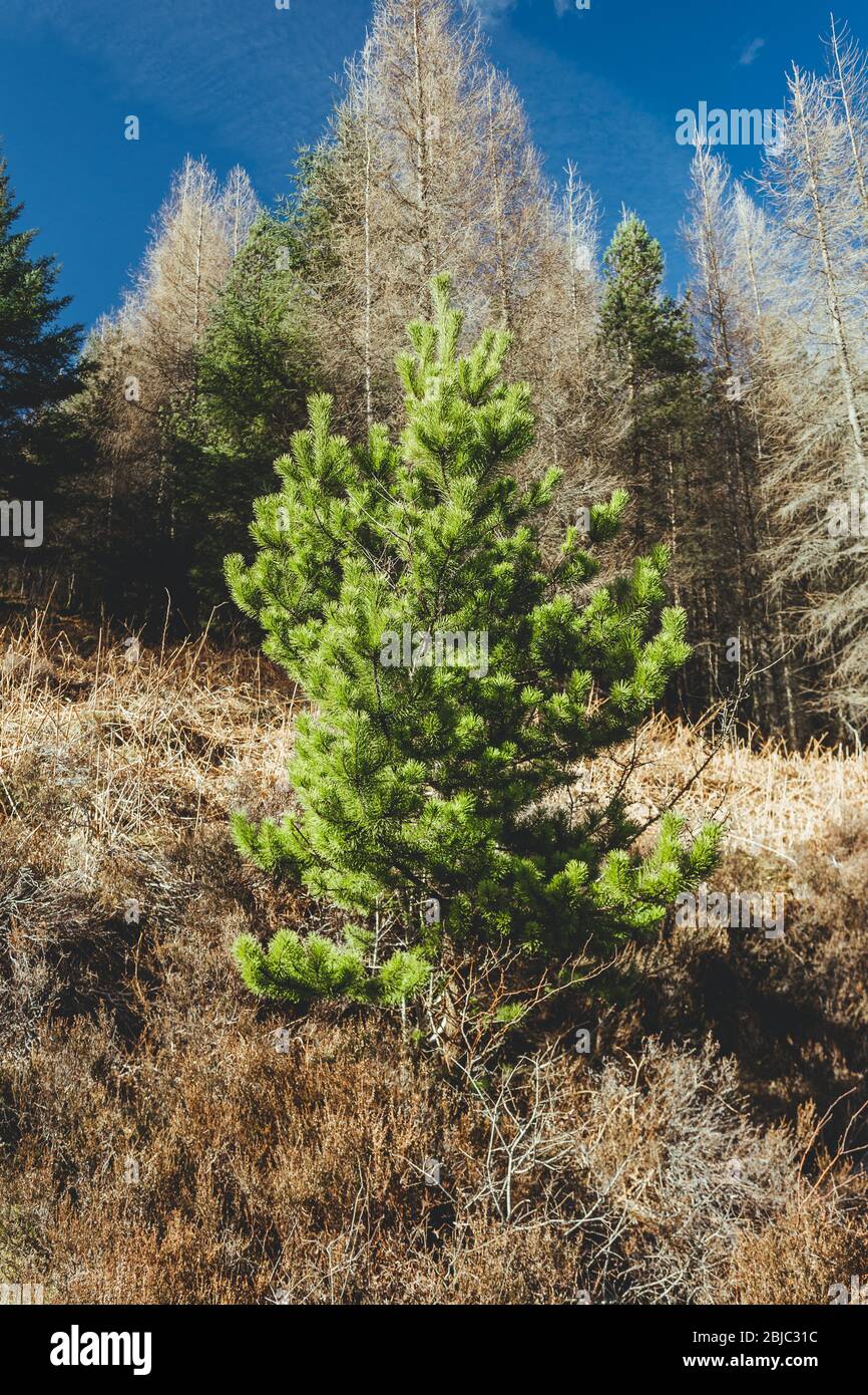 Young conifer tree on a slope of a hill in Scotland on a spring sunny day Stock Photo