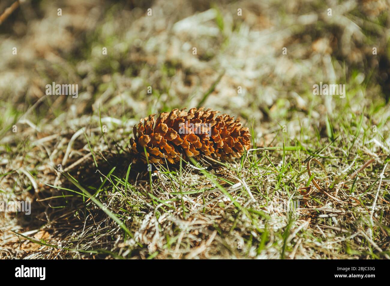 Conifer cone laying on the grass in the forest. A cone is an organ on plants in the division Pinophyta (conifers) that contains the reproductive struc Stock Photo
