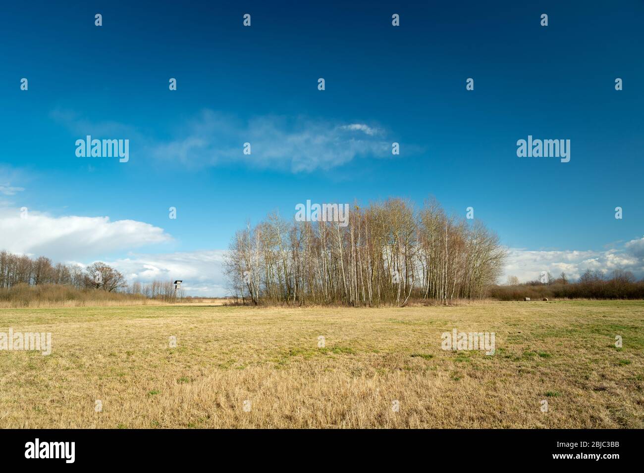 Group of trees sunny wood hi-res stock photography and images - Alamy