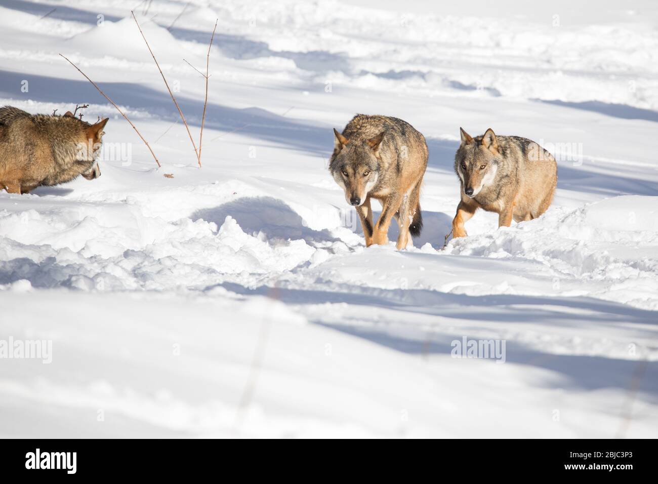 Canis lupus Italicus - Wolf wolves snow Stock Photo