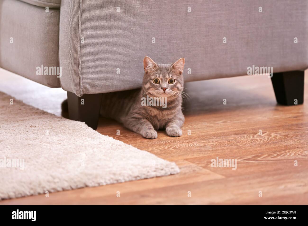 Grey tabby cat lying on floor under armchair Stock Photo - Alamy