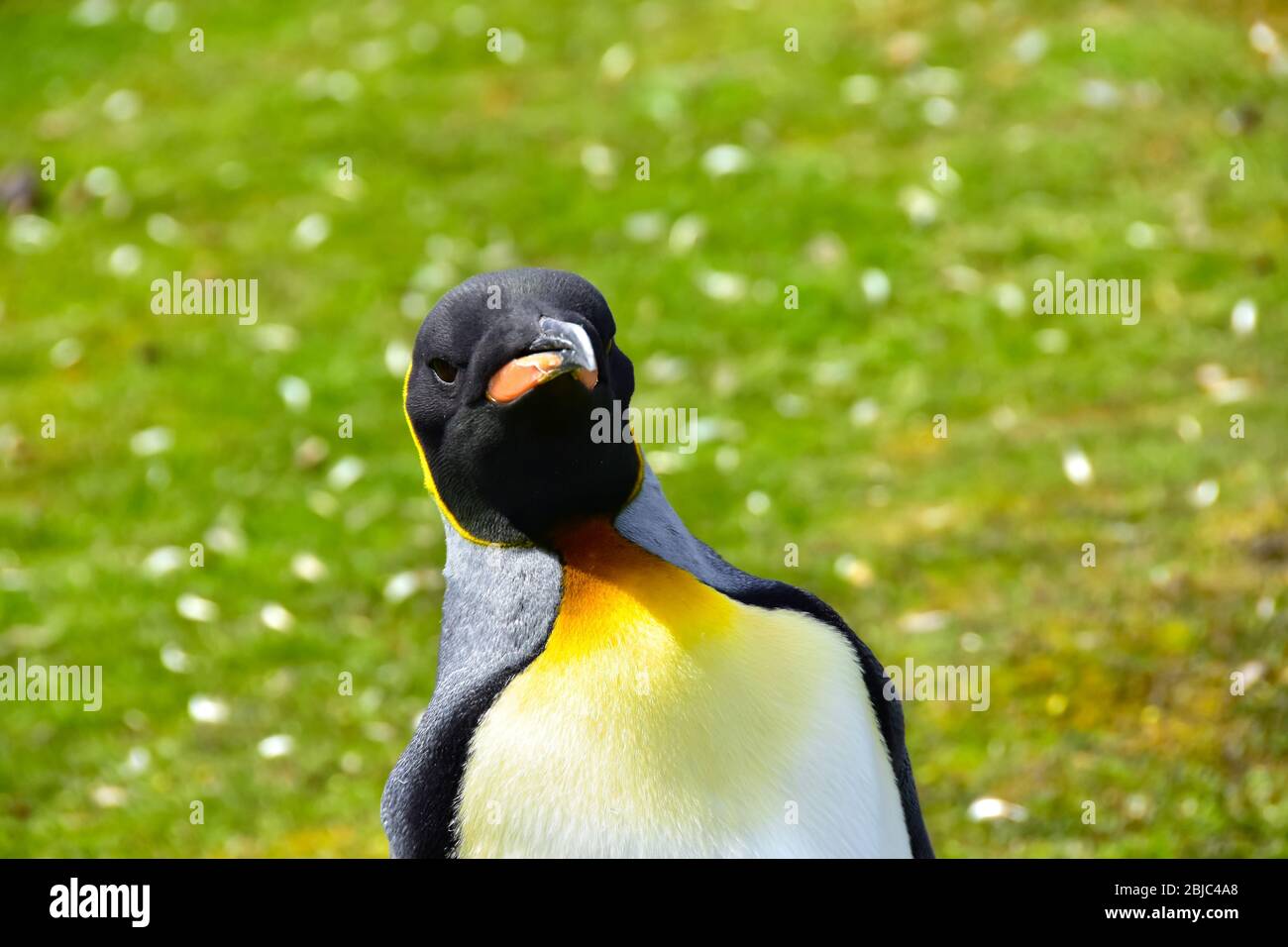 Portrait of a King Penguin at Volunteer Point, Falkland Islands. Stock Photo