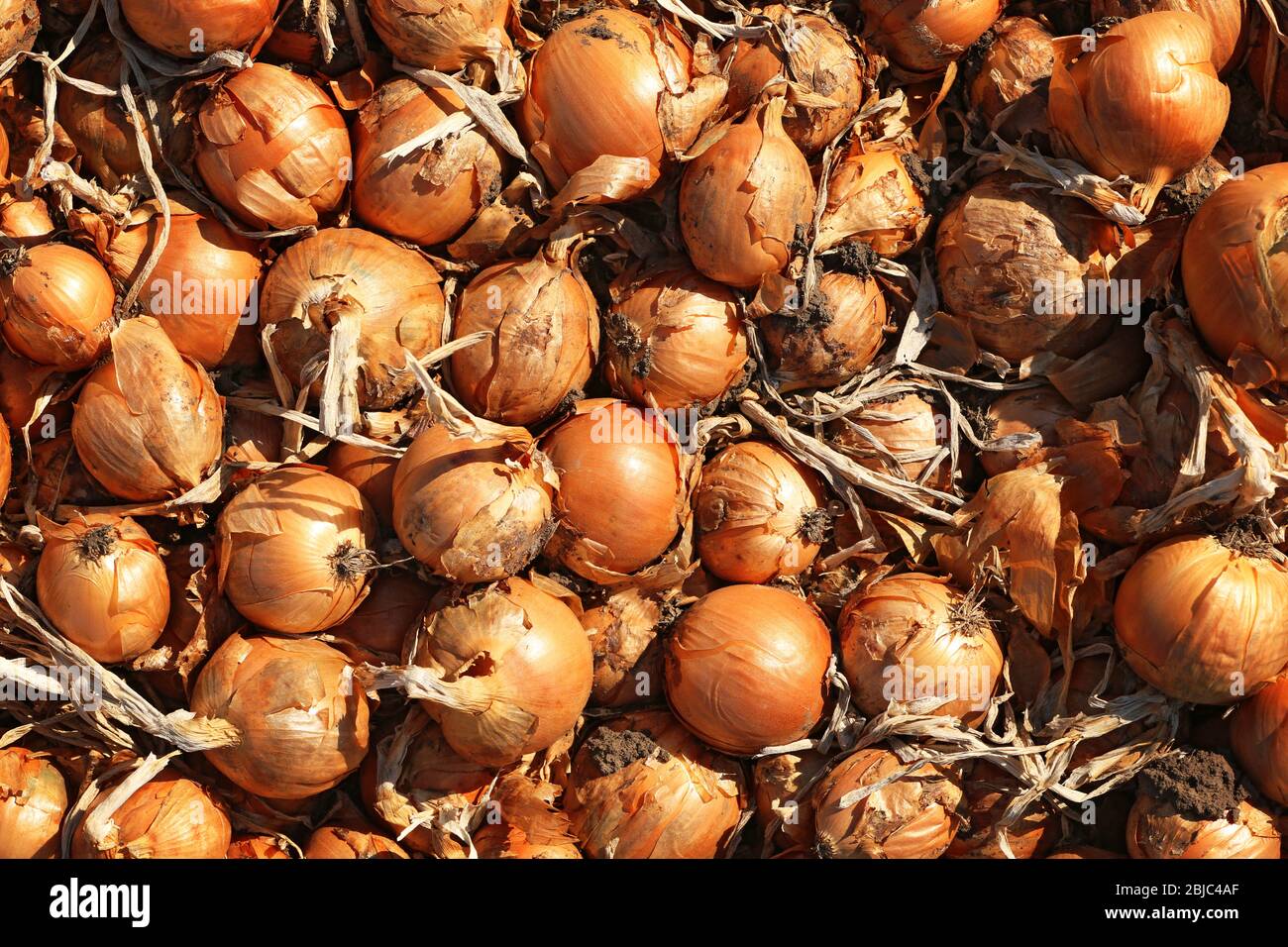 Onions ready for harvest Stock Photo Alamy