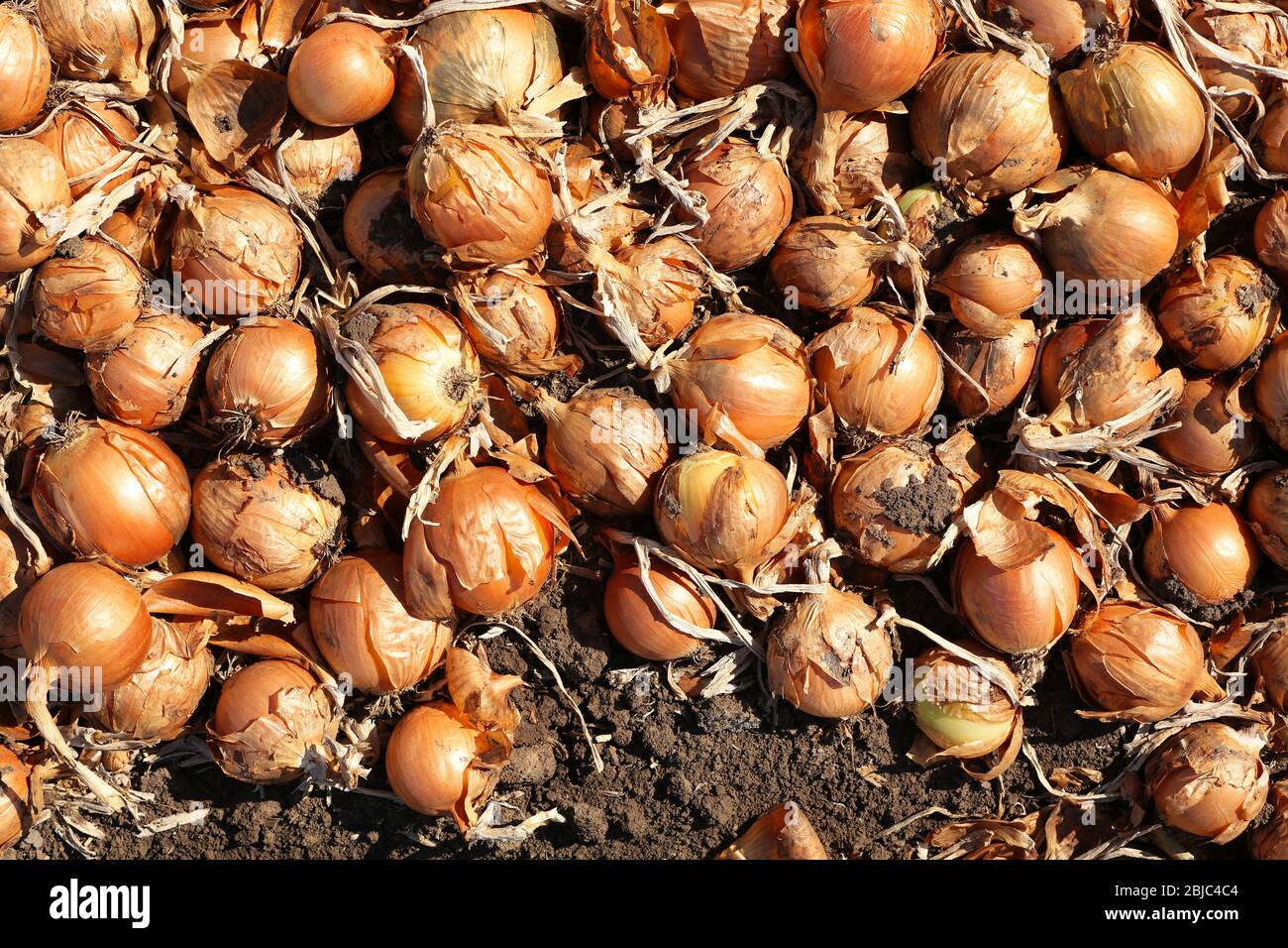 Onions ready for harvest Stock Photo Alamy
