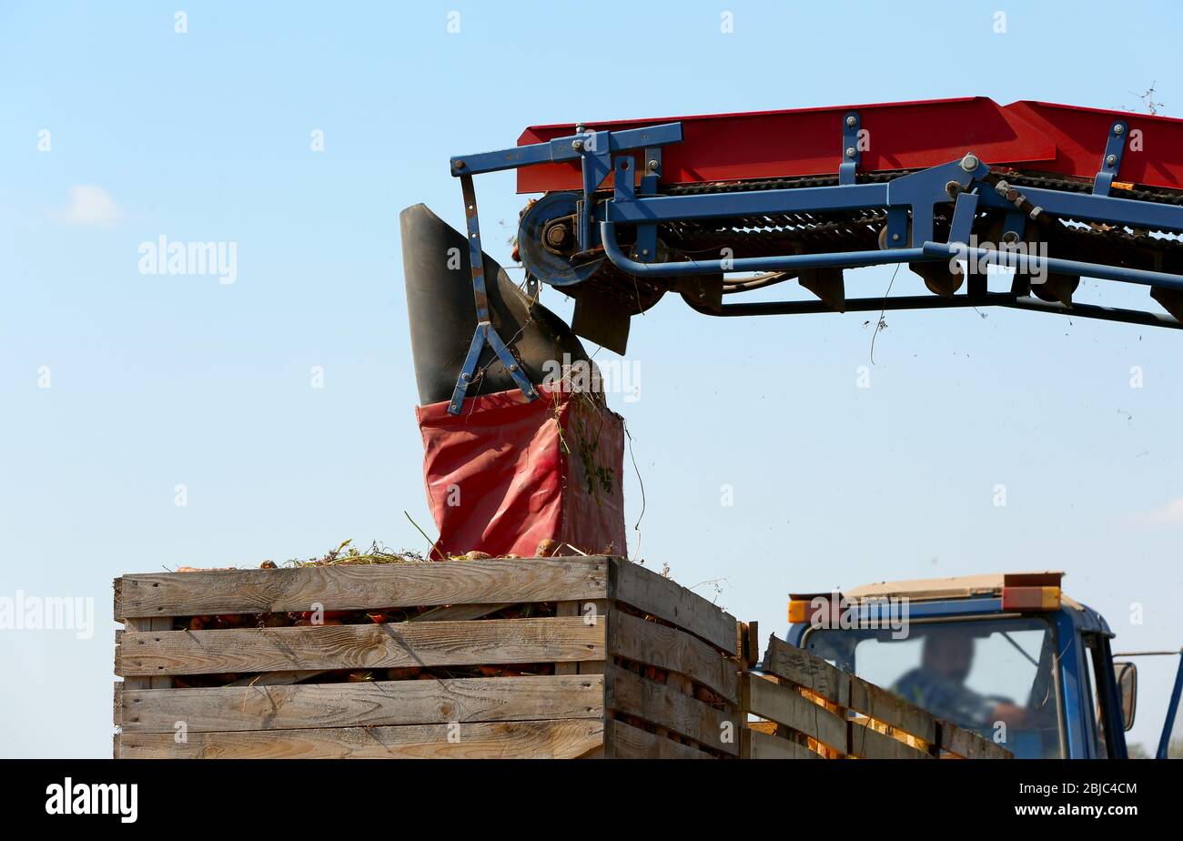 Carrots harvest field tractor hires stock photography and images Alamy