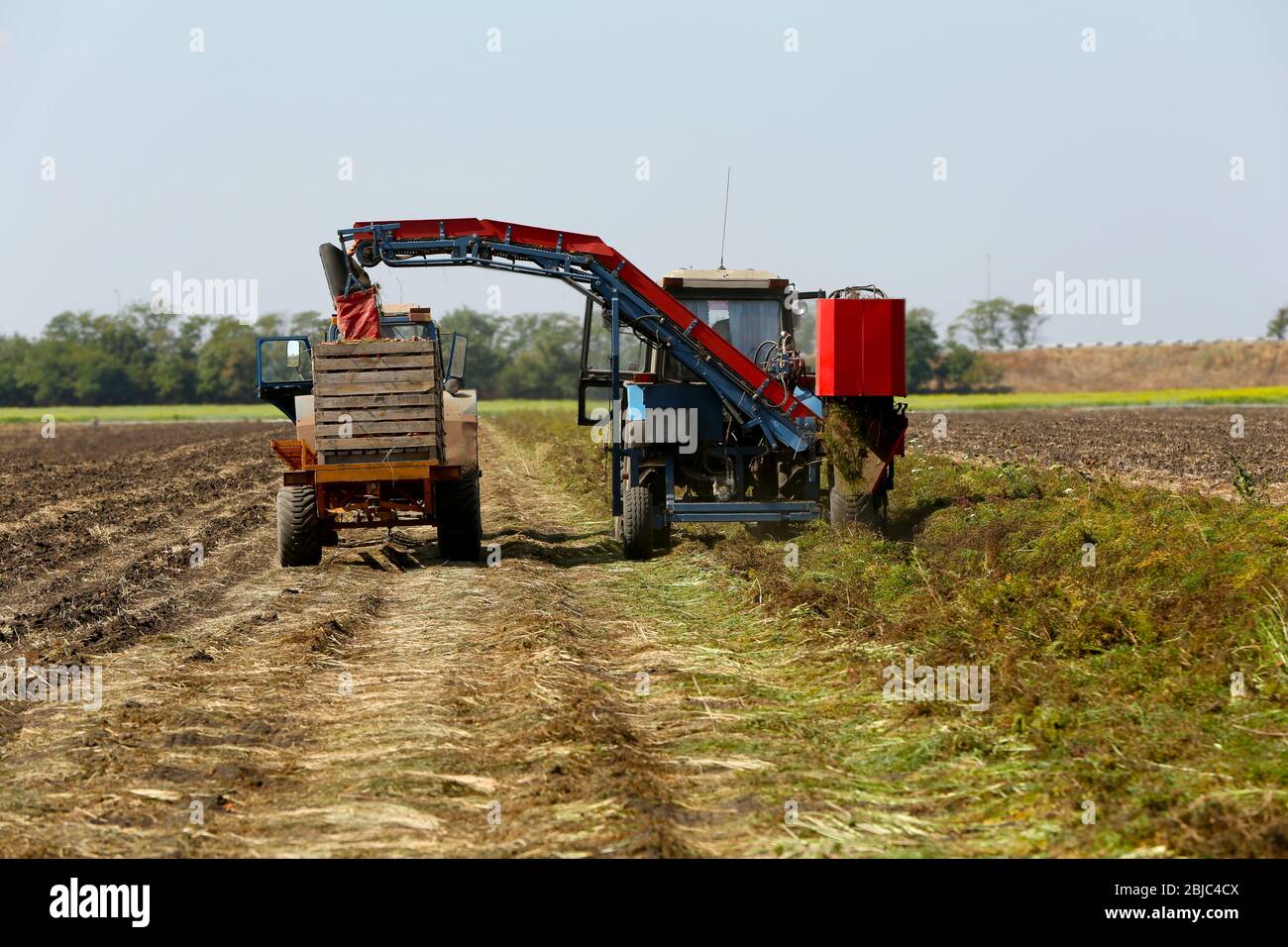 Carrots harvest field tractor hires stock photography and images Alamy